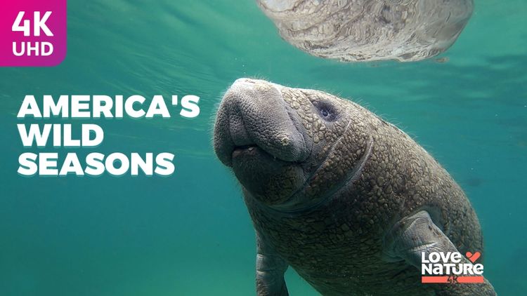 America's Wild Seasons