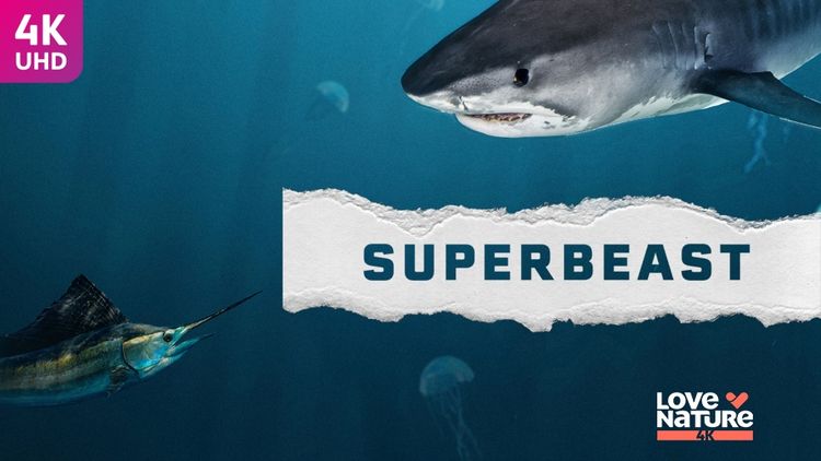 Superbeast