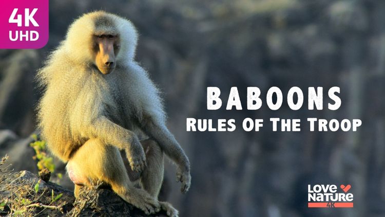 Baboons Rules of the Troop