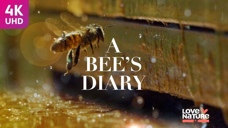 A Bees Diary