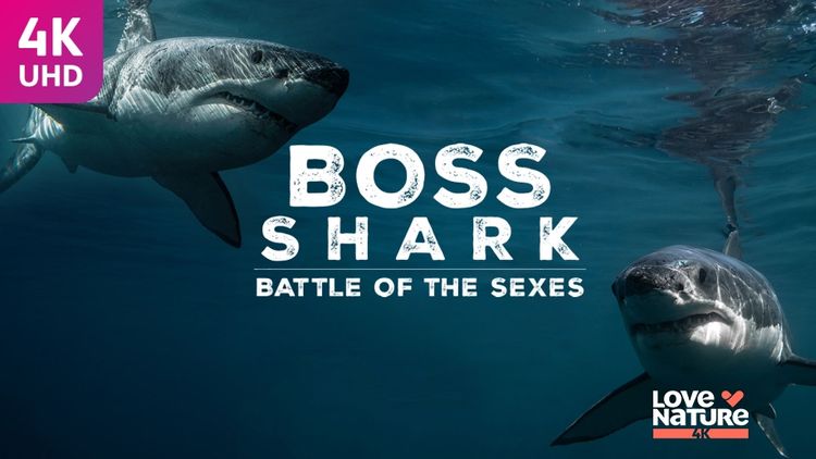 Boss Shark: Battles of the Sexes