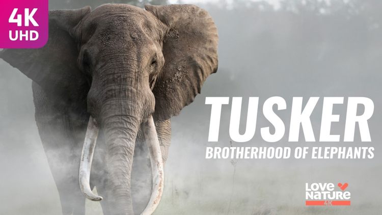 Tusker: Brotherhood of Elephants
