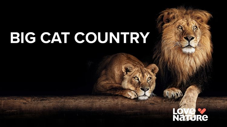 Big Cat Country