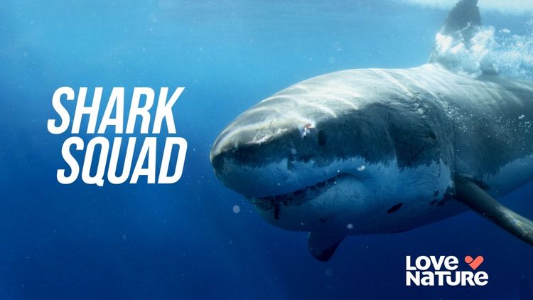 Shark Squad
