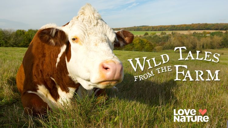 Wild Tales From the Farm