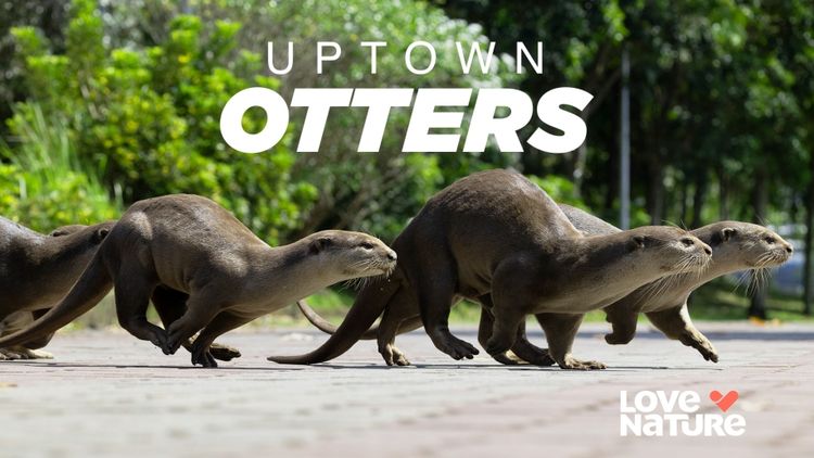 Uptown Otters