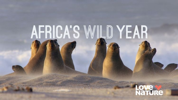 Africa's Wild Year