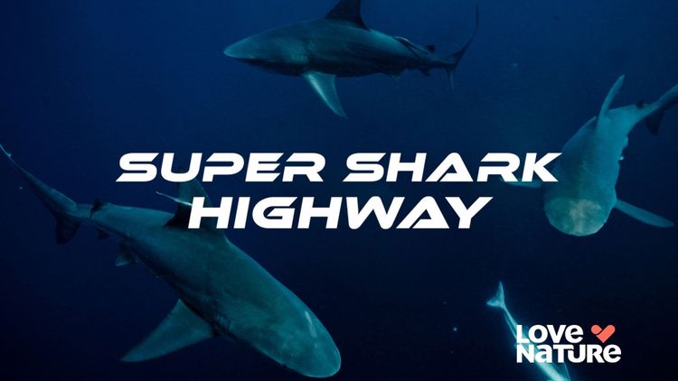 Super Shark Highway
