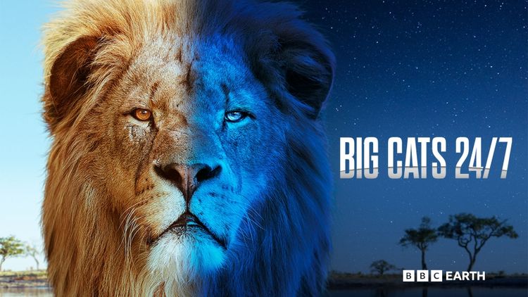 Big Cats 24/7