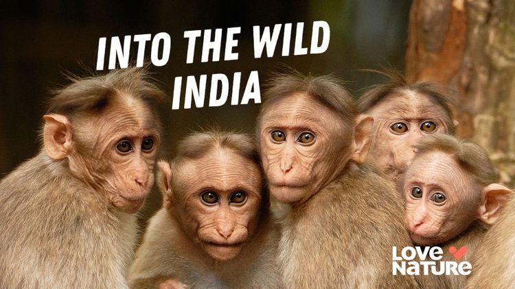 Into the Wild India