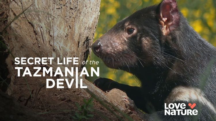 Secret Life of the Tasmanian Devil