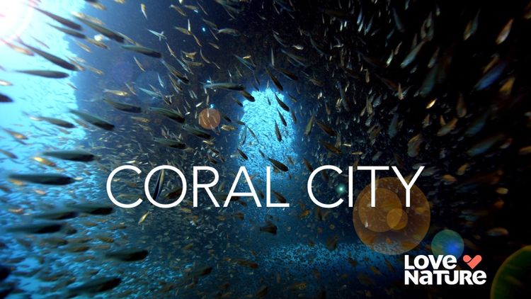 Coral City