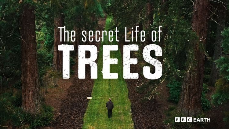 The Secret Life of Trees