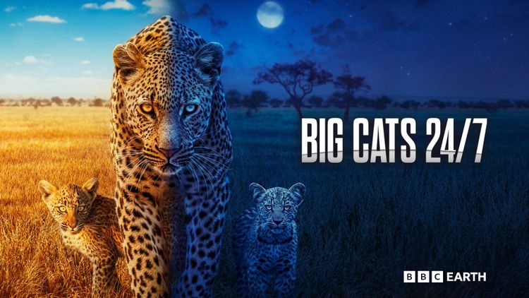 Big Cats 24/7