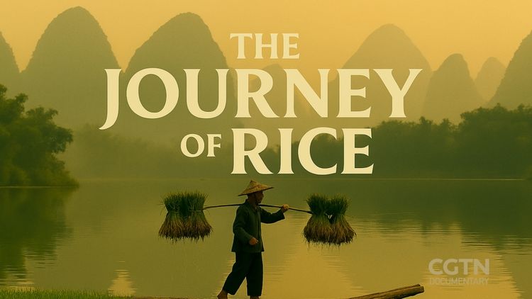 The Journey of Rice