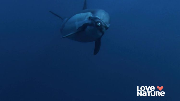 The Ocean's Greatest Feast