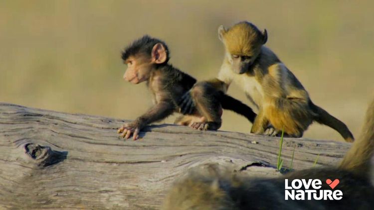 Baboons Rules of the Troop