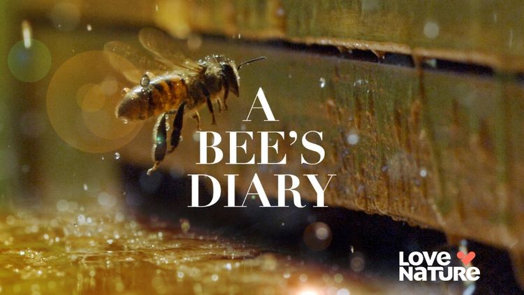 A Bees Diary