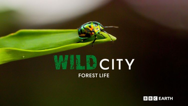 Wild City: Forest Life