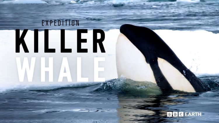 Expedition Killer Whale