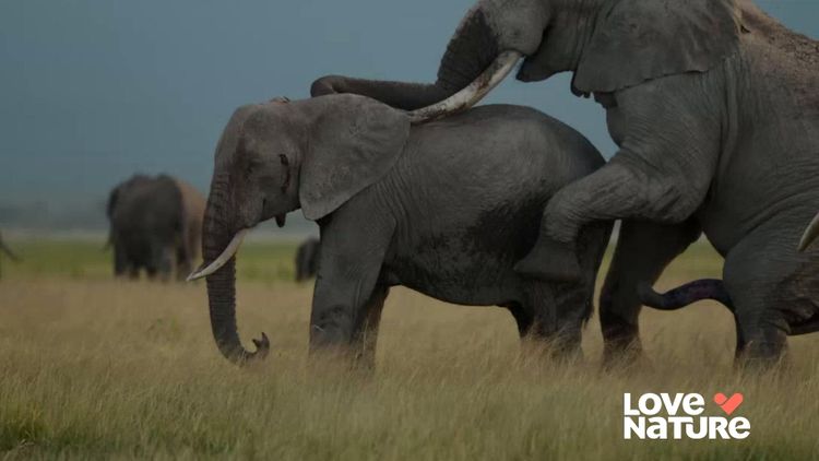 Tusker: Brotherhood of Elephants