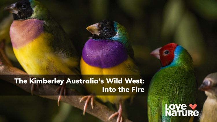 The Kimberley Australia's Wild West: Into the Fire