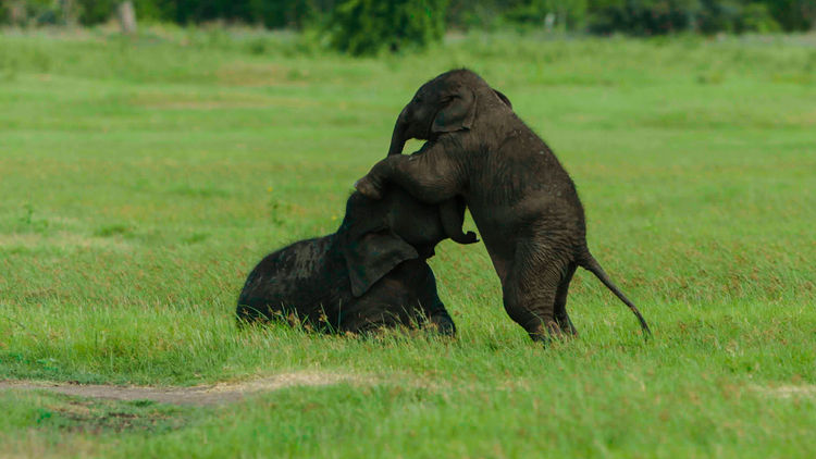 Island of the Monsoon S1