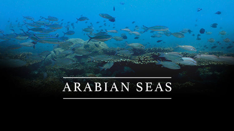 Arabian Seas S1