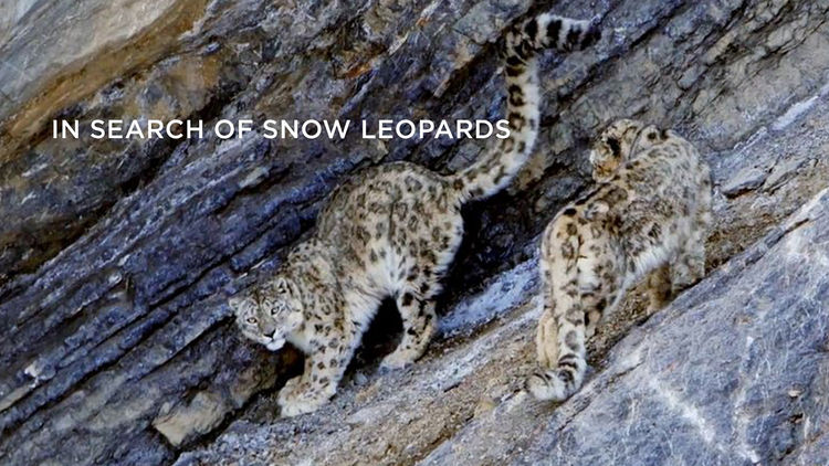 In Search of Snow Leopards S1