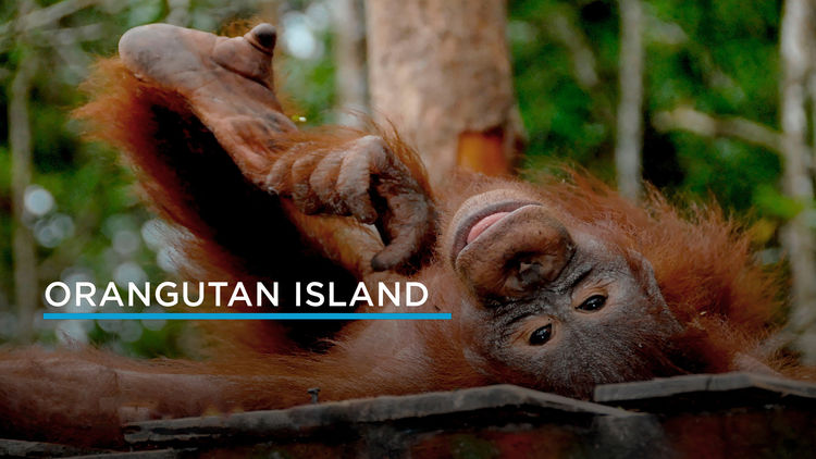 Orangutan Island S1
