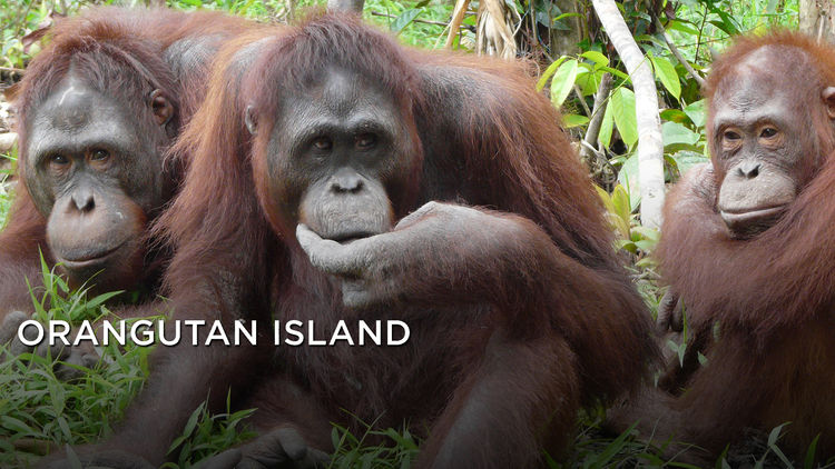 Orangutan Island S2