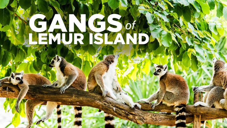 Gangs of Lemur Island S1
