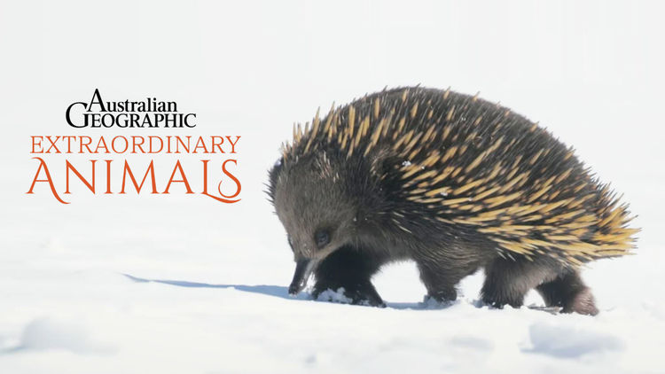 Extraordinary Animals