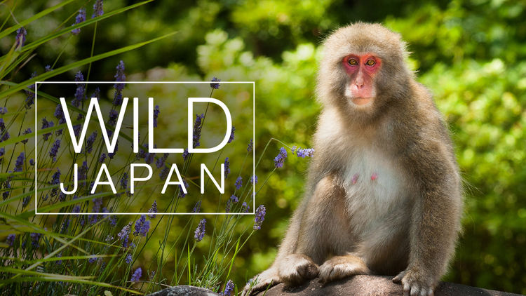 Wild Japan S1