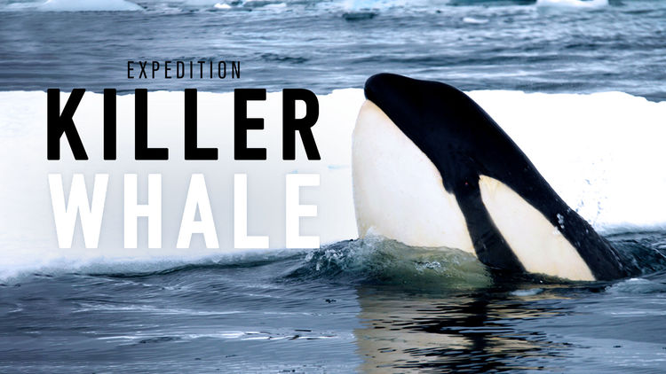 Expedition Killer Whale S1