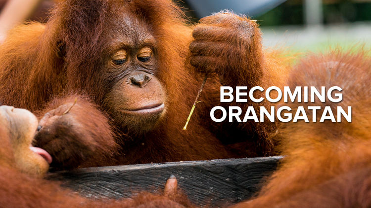Becoming Orangutan S1