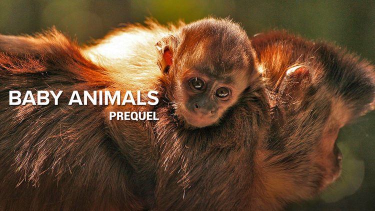 Baby Animals - Prequel S1