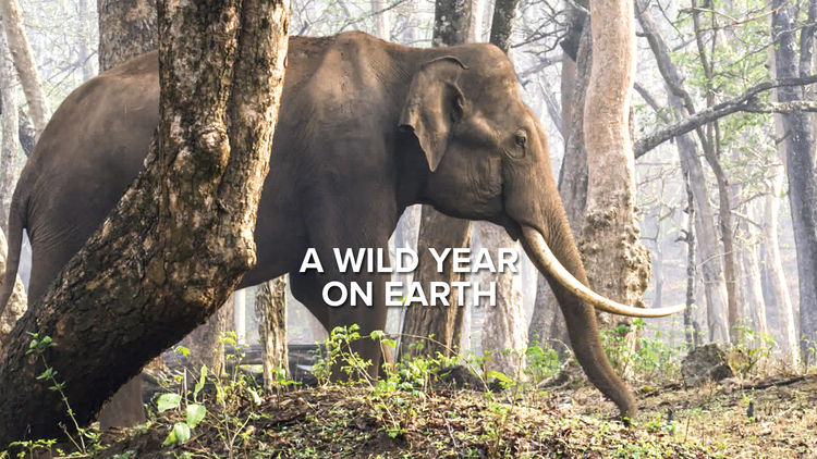 A Wild Year on Earth S1