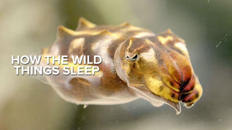 How the Wild Things Sleep