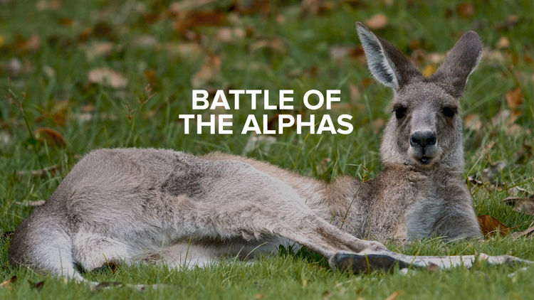 Battle of the Alphas S1