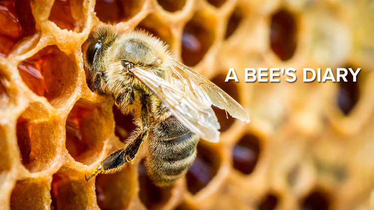 A Bee's Diary