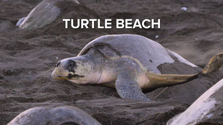 Turtle Beach