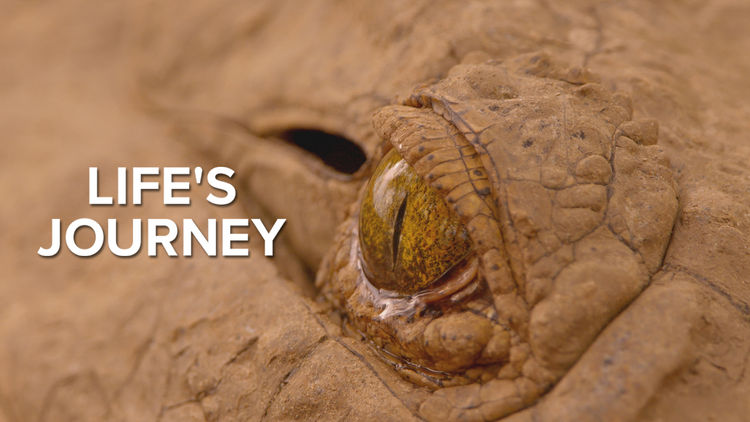 Life's Journey S1