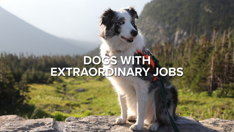 Dogs With Extraordinary Jobs S1