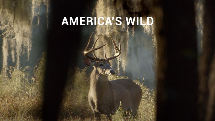 America's Wild Ss S1