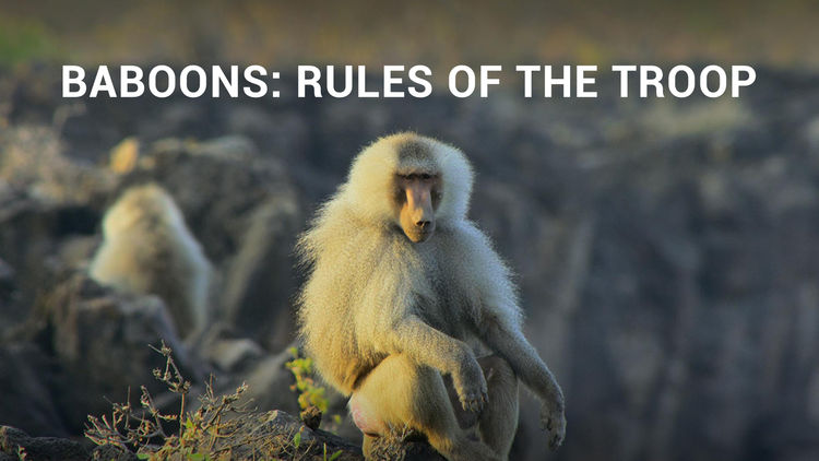 Baboons: Rules of the Troop