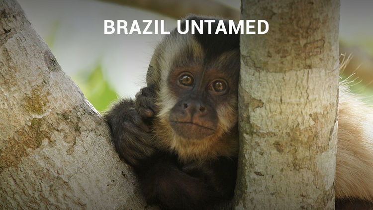 Brazil Untamed S1