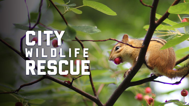 City Wildlife Rescue S1