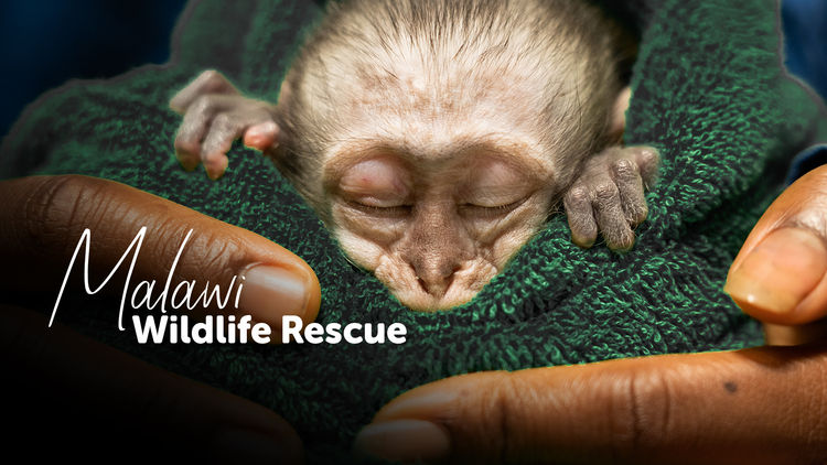 Malawi Wildlife Rescue S2