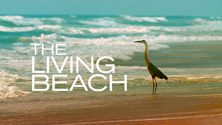 The Living Beach S1